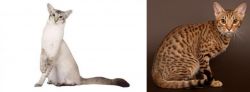 Javanese vs Ocicat - Breed Comparison