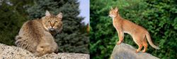 Jungle-Bob vs Abyssinian - Breed Comparison