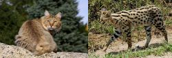 Jungle-Bob vs African Serval - Breed Comparison