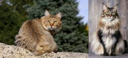 Jungle-Bob vs American Longhair - Breed Comparison