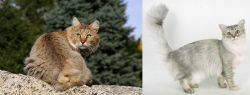 Jungle-Bob vs Asian Semi-Longhair - Breed Comparison