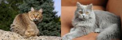 Jungle-Bob vs British Semi-Longhair - Breed Comparison