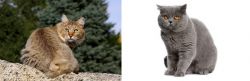 Jungle-Bob vs British Shorthair - Breed Comparison