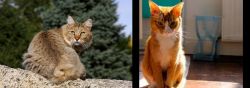 Jungle-Bob vs Chausie - Breed Comparison