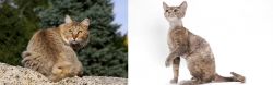 Jungle-Bob vs Devon Rex - Breed Comparison