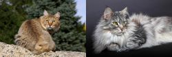 Jungle-Bob vs Domestic Longhaired Cat - Breed Comparison