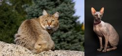 Jungle-Bob vs Don Sphynx - Breed Comparison