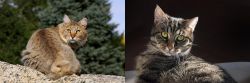 Jungle-Bob vs European Shorthair - Breed Comparison