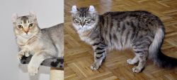 Jungle-Curl vs American Curl - Breed Comparison