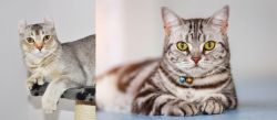 Jungle-Curl vs American Shorthair - Breed Comparison