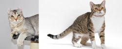 Jungle-Curl vs American Wirehair - Breed Comparison