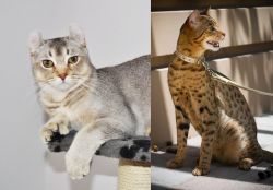 Jungle-Curl vs Ashera - Breed Comparison