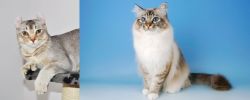 Jungle-Curl vs Birman - Breed Comparison