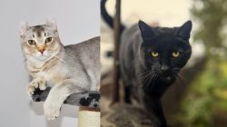 Jungle-Curl vs Bombay - Breed Comparison