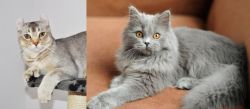 Jungle-Curl vs British Semi-Longhair - Breed Comparison