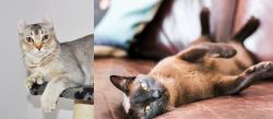 Jungle-Curl vs Burmese - Breed Comparison