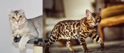 Jungle-Curl vs Cheetoh - Breed Comparison