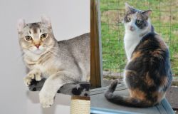 Jungle-Curl vs Dilute Calico - Breed Comparison