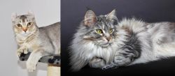 Jungle-Curl vs Domestic Longhaired Cat - Breed Comparison