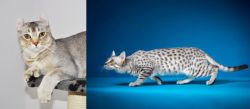 Jungle-Curl vs Egyptian Mau - Breed Comparison