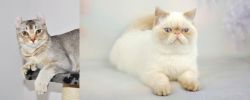 Jungle-Curl vs Exotic Shorthair - Breed Comparison