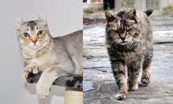 Jungle-Curl vs Farm Cat - Breed Comparison
