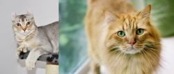 Jungle-Curl vs Ginger Tabby - Breed Comparison