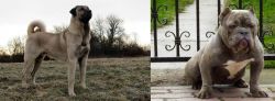 Kangal Dog vs American Bully - Breed Comparison