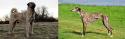Kangal Dog vs Galgo Espanol - Breed Comparison