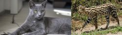 Korat vs African Serval - Breed Comparison