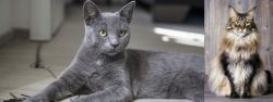 Korat vs American Longhair - Breed Comparison