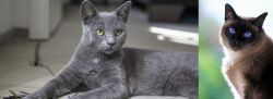 Korat vs Applehead Siamese - Breed Comparison