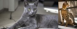 Korat vs Ashera - Breed Comparison