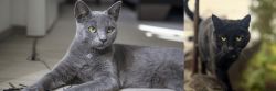 Korat vs Bombay - Breed Comparison
