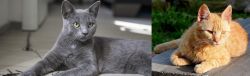 Korat vs Brazilian Shorthair - Breed Comparison