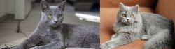 Korat vs British Semi-Longhair - Breed Comparison