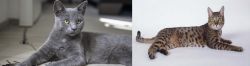 Korat vs California Spangled Cat - Breed Comparison