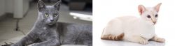 Korat vs Colorpoint Shorthair - Breed Comparison