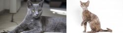 Korat vs Devon Rex - Breed Comparison
