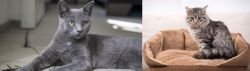 Korat vs Domestic Mediumhair - Breed Comparison