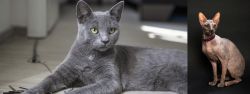 Korat vs Don Sphynx - Breed Comparison