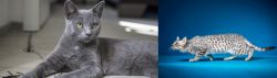 Korat vs Egyptian Mau - Breed Comparison