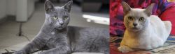 Korat vs European Burmese - Breed Comparison