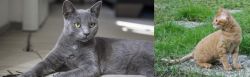 Korat vs German Rex - Breed Comparison