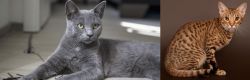 Korat vs Ocicat - Breed Comparison