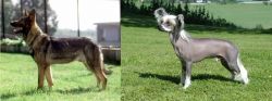 Kunming Dog vs Chinese Crested Dog - Breed Comparison