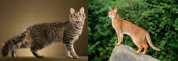 LaPerm vs Abyssinian - Breed Comparison