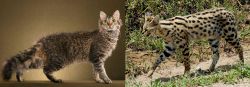 LaPerm vs African Serval - Breed Comparison