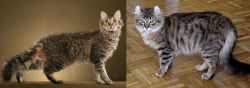 LaPerm vs American Curl - Breed Comparison