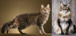LaPerm vs American Longhair - Breed Comparison
